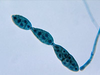 Alternaria sp.