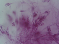 Penicillium sp.