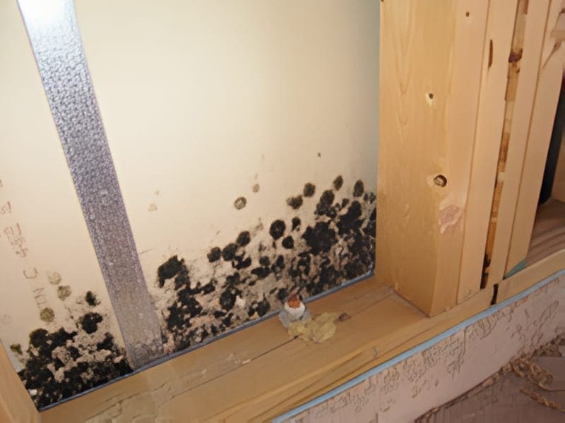 Bulk mould sample of drywall for direct microscope analysis