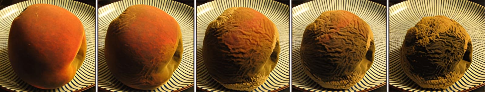 Mould growing through the stages of a piece of fruit