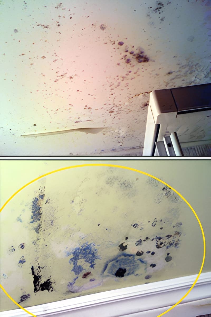 Mould growth on a water-stained ceiling