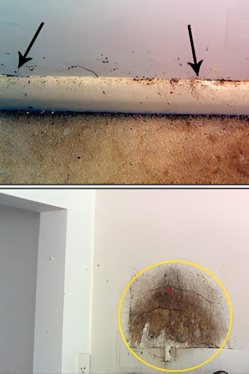 Mould growth on indoor drywall