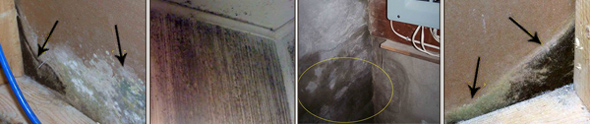 Growing mould in the basement
